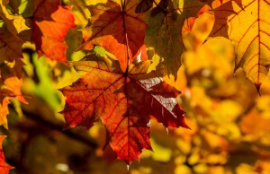 Мастер-класс «Бал цветов»