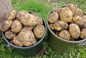 Осенний праздник«Картофельный ералаш«