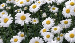 «Ромашка символ семейного счастья»