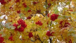 Выставка «Осень-прибериха»