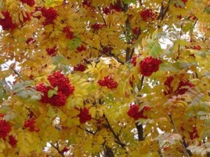 Выставка «Осень-прибериха»