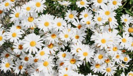 «Лето –чудесная пора»