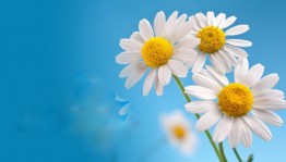 «Семья, любовь и верность»