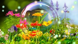 Развлекательная программа «Летняя феерия»