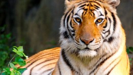 Международный день тигра