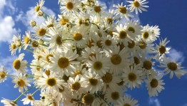 Вечер «Ромашек белый хоровод»