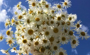 Вечер «Ромашек белый хоровод»