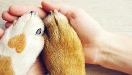 Фотофлэшмоб «ЛапУшки»