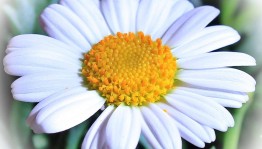 Акция «Ромашковое счастье»