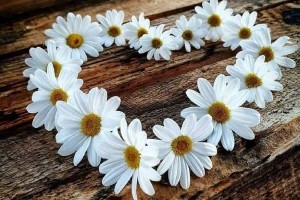 Вечер отдыха «Ромашка счастья»