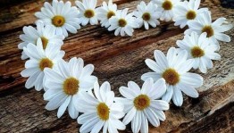 Вечер отдыха «Ромашка счастья»