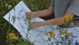 Мастер–класс гербарий «Летние цветы»