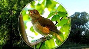 Программа «Голоса природы»