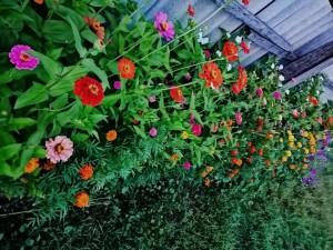 «Мой цветник»конкурс на лучший цветник