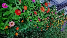 «Мой цветник»конкурс на лучший цветник