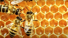 Тематическая программа «Башкортостан – медовый край»