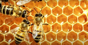 Тематическая программа «Башкортостан – медовый край»