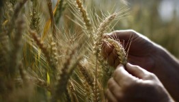 Познавательная программа «Руки, пахнущие хлебом»