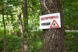 «Осторожно клещ!»