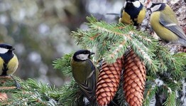 Фольклорно–игровой час«Зиновий день–синицын праздник»