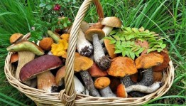 «Грибная охота»