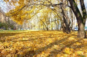 Конкурс рисунков «Осенние пейзажи»
