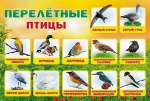 Беседа «Перелетные птицы»
