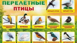 Беседа «Перелетные птицы»