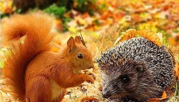 Экокалейдоскоп «Крылья, лапы и хвосты»