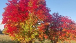 Конкурс рисунков «Краски золотой осени»