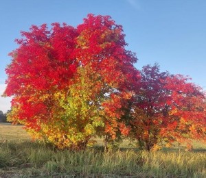 Конкурс рисунков «Краски золотой осени»