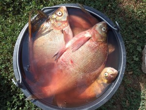 Конкусно–игровая программа «Удачи ,рыбак»