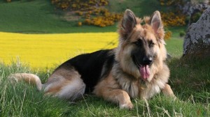 Тематический час «Мы в ответе за тех, кого приручили»