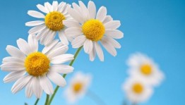 Концерт «Ромашковое счастье»