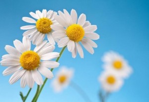 Концерт «Ромашковое счастье»