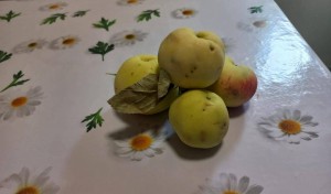 «Яблочный спас»