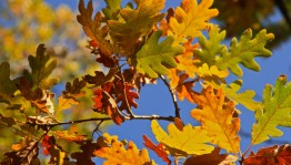 Вечер «Золотой листопад»