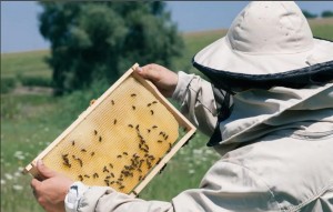 День пчеловода Республики Башкортостан