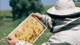 День пчеловода Республики Башкортостан