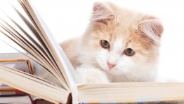 Книжная выставка «Гуляют кошки по страницам»