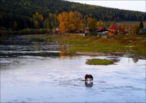 Тематическая полка «Я истину в Отчизне нахожу – в ее полях, озерах, родниках...»