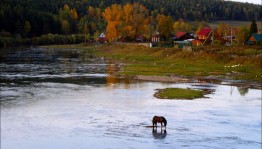 Тематическая полка «Я истину в Отчизне нахожу – в ее полях, озерах, родниках...»