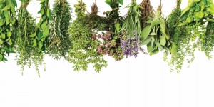 Информационный час «Зелёная аптека»