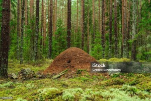 Экологическая игра «Веселый муравейник»