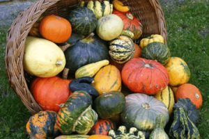 «День тыквы»