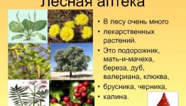 «Лесная аптека на службе человека»