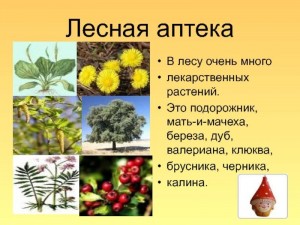 «Лесная аптека на службе человека»