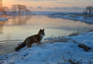 Виртуальное путешествие «Островок первозданной природы»