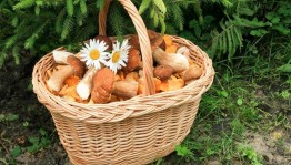Игровая программа «Башкирская грибная корзина»
