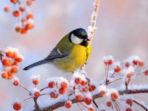 Экологическое мероприятие «Синичкин день»